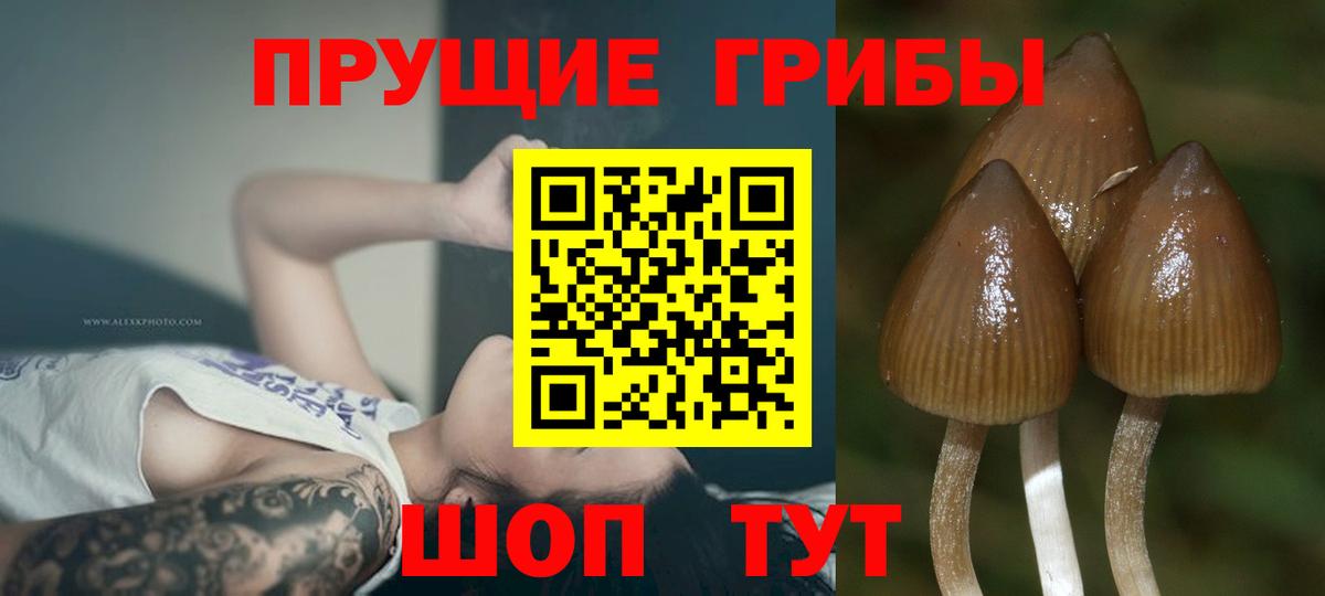 Псилоцибиновые грибы Psilocybe Славянск-на-Кубани
